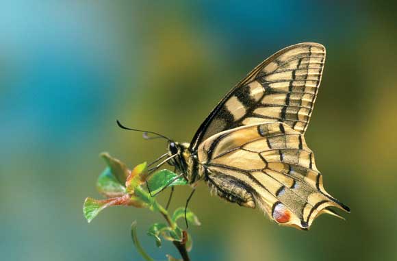Swallowtail butterfly macro image