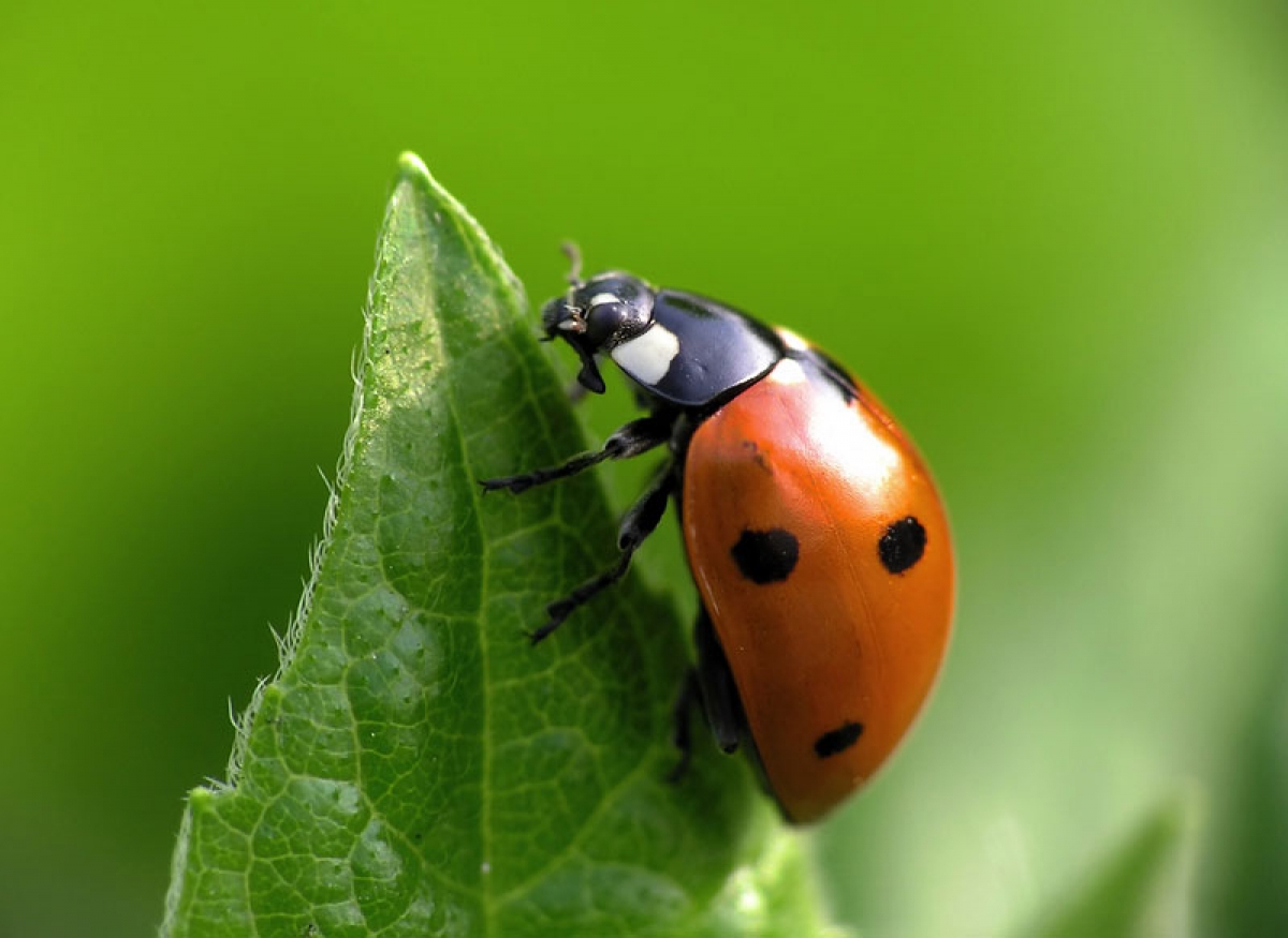 Makro fotografija